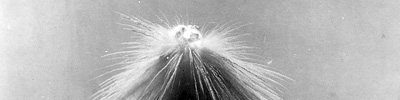 White Phosphorus